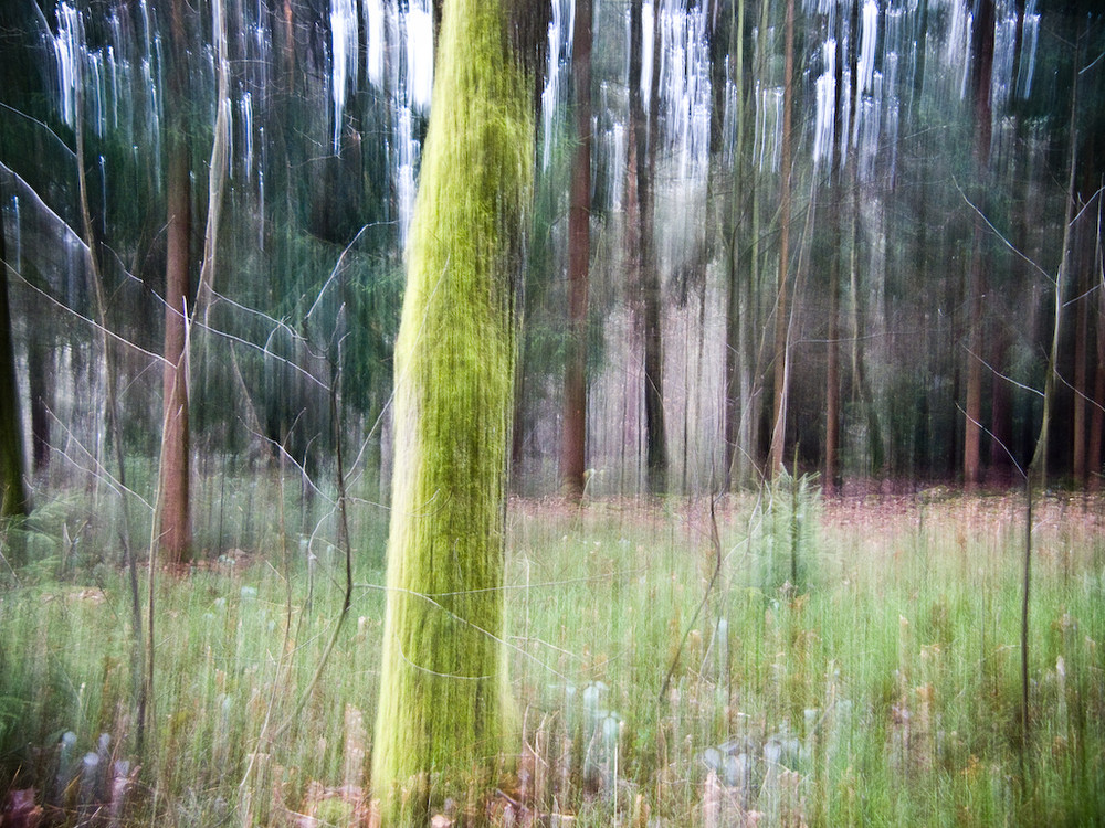 Bavarian Forest