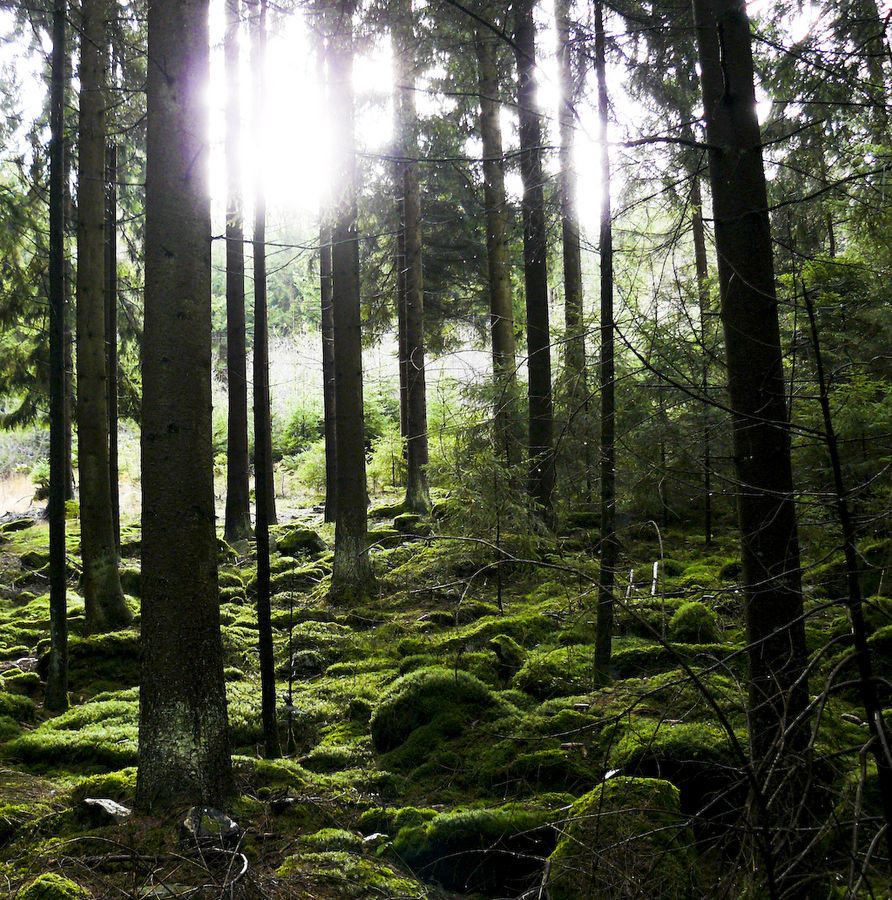 Bavarian Forest