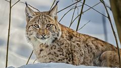 BAVARIAN LYNX