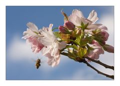 Bavarian spring - part II :-)