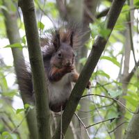 Bavarian Squirrel