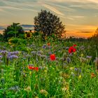 Bavarian Summer