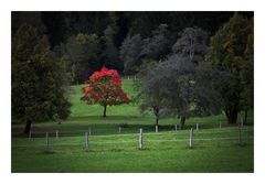 Bavarian Summer