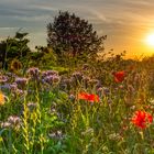 Bavarian Summer II