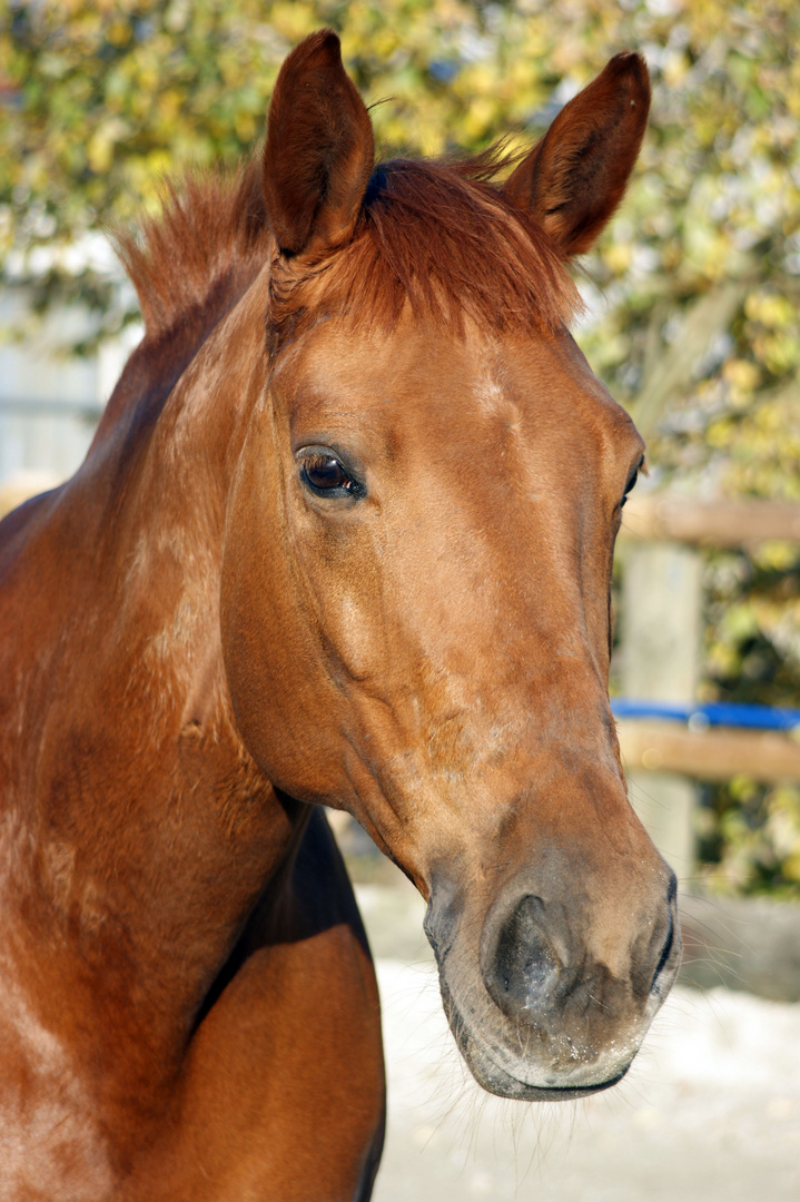 Bavarian Warmblood