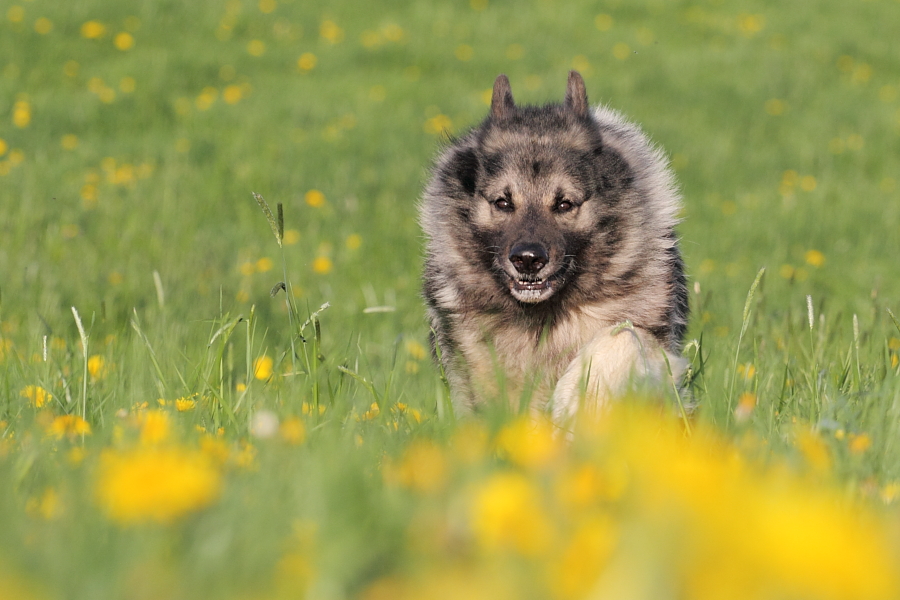 Bavarian Werewolf ;-)