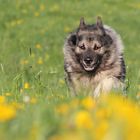 Bavarian Werewolf ;-)