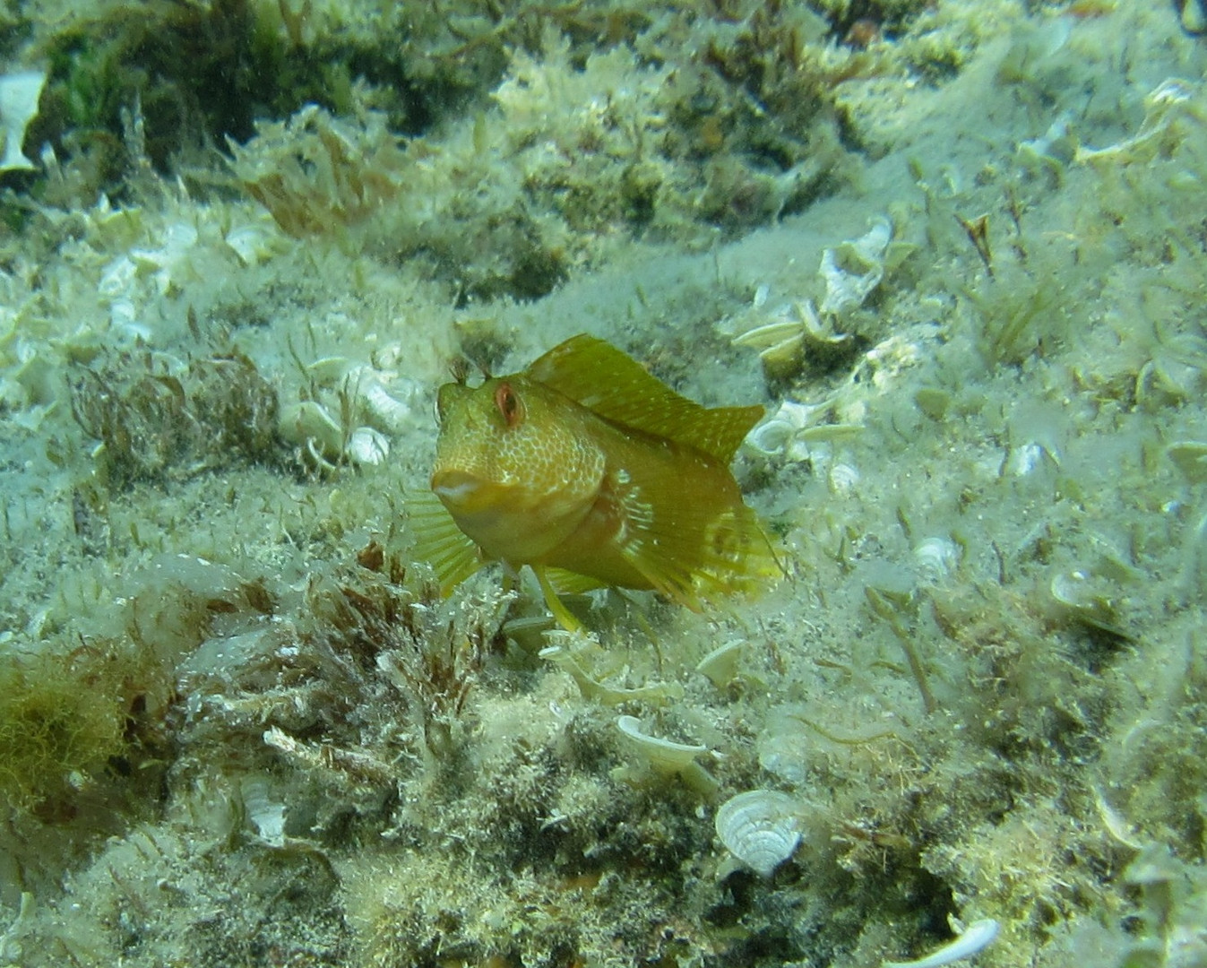  Bavosa Africana (Parablennius pilicornis)