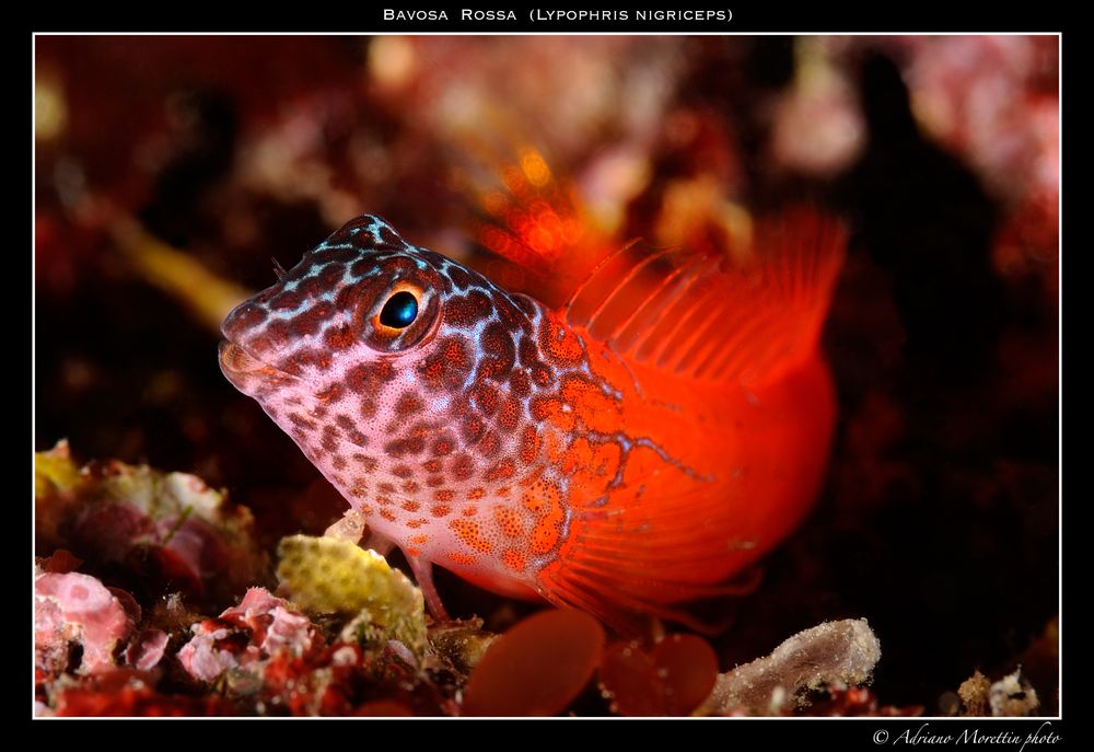 bavosa rossa (Lypophris nigriceps)