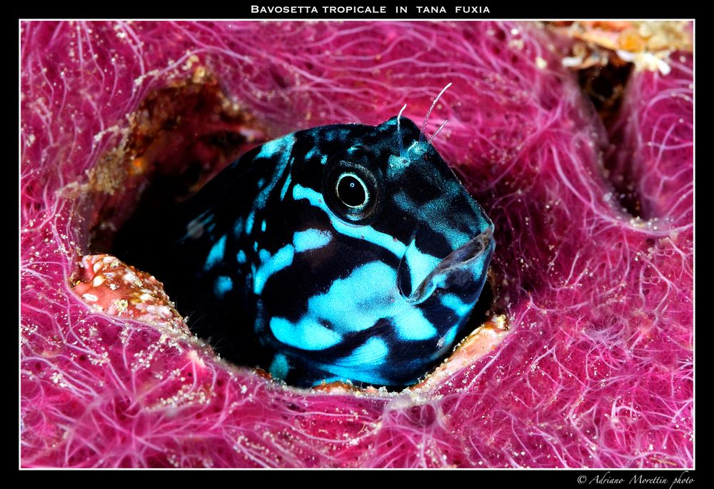 Bavosetta tropicale in tana fuxia