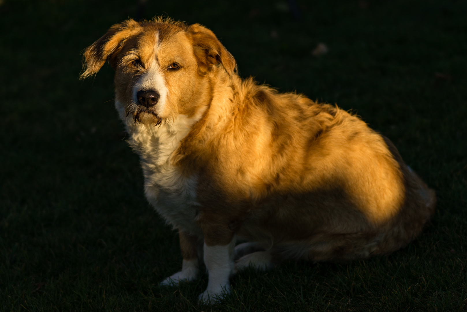 Baxter im Abendlicht - 27.09.2018