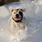 Baxter im Tiefschnee...