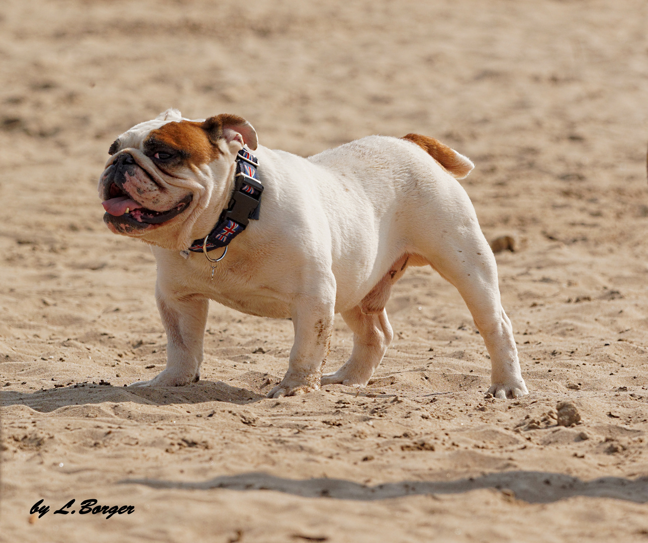 Baxter the Bulldog