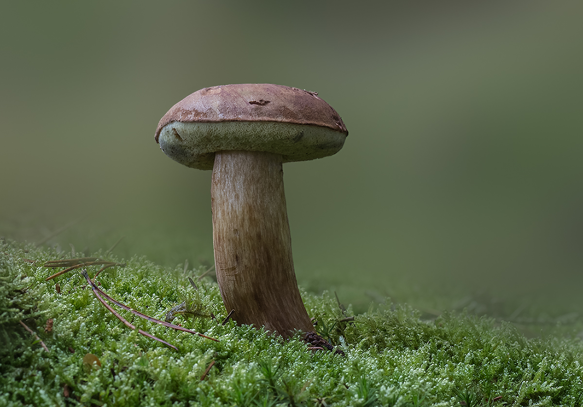 Bay bolete