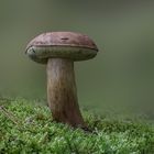 Bay bolete