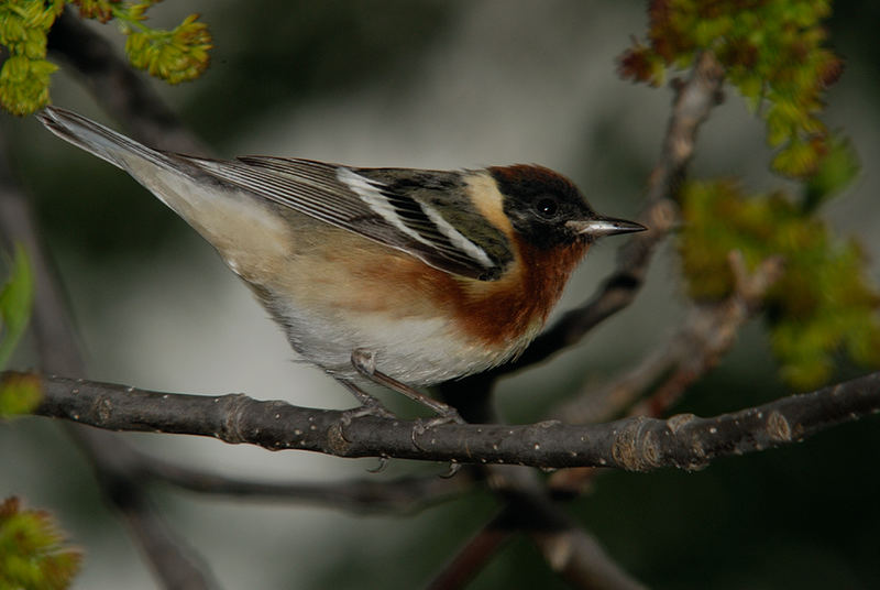 Bay-breasted Warbler