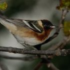 Bay-breasted Warbler