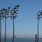 Bay Bridge San Francisco