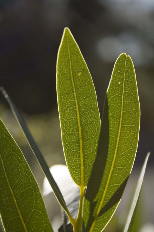 bay leaves