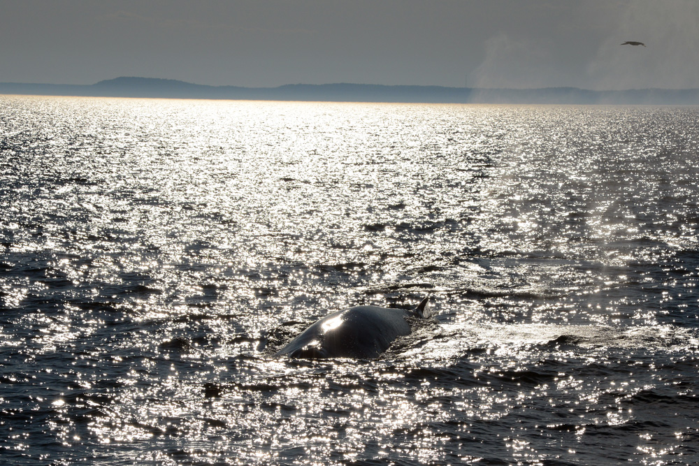 Bay of Fundy - Whale Watching