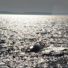 Bay of Fundy - Whale Watching