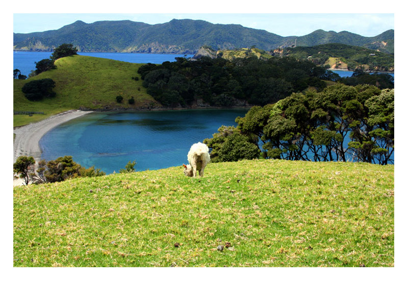 Bay of Islands