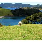 Bay of Islands