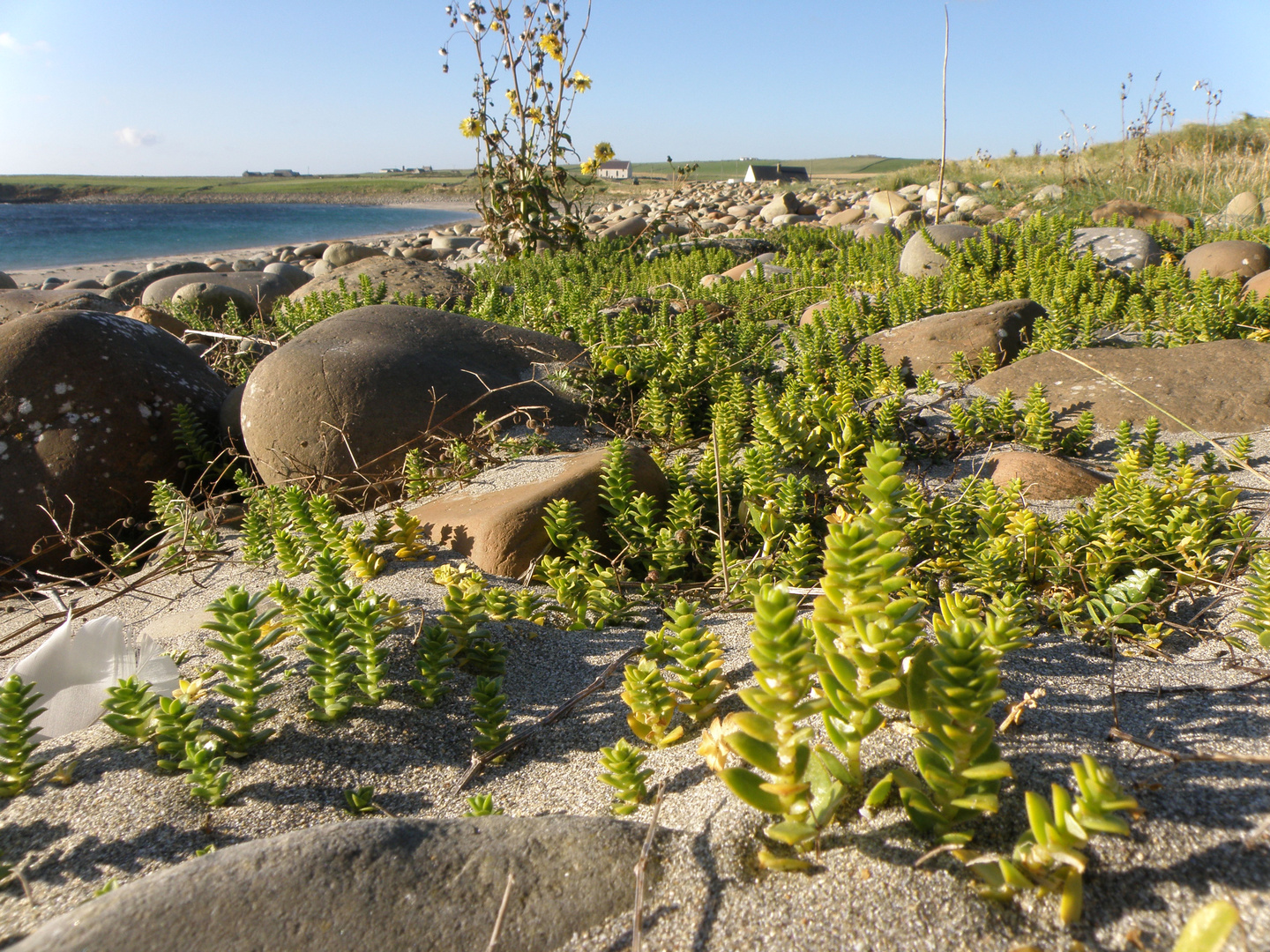 Bay of Skaill