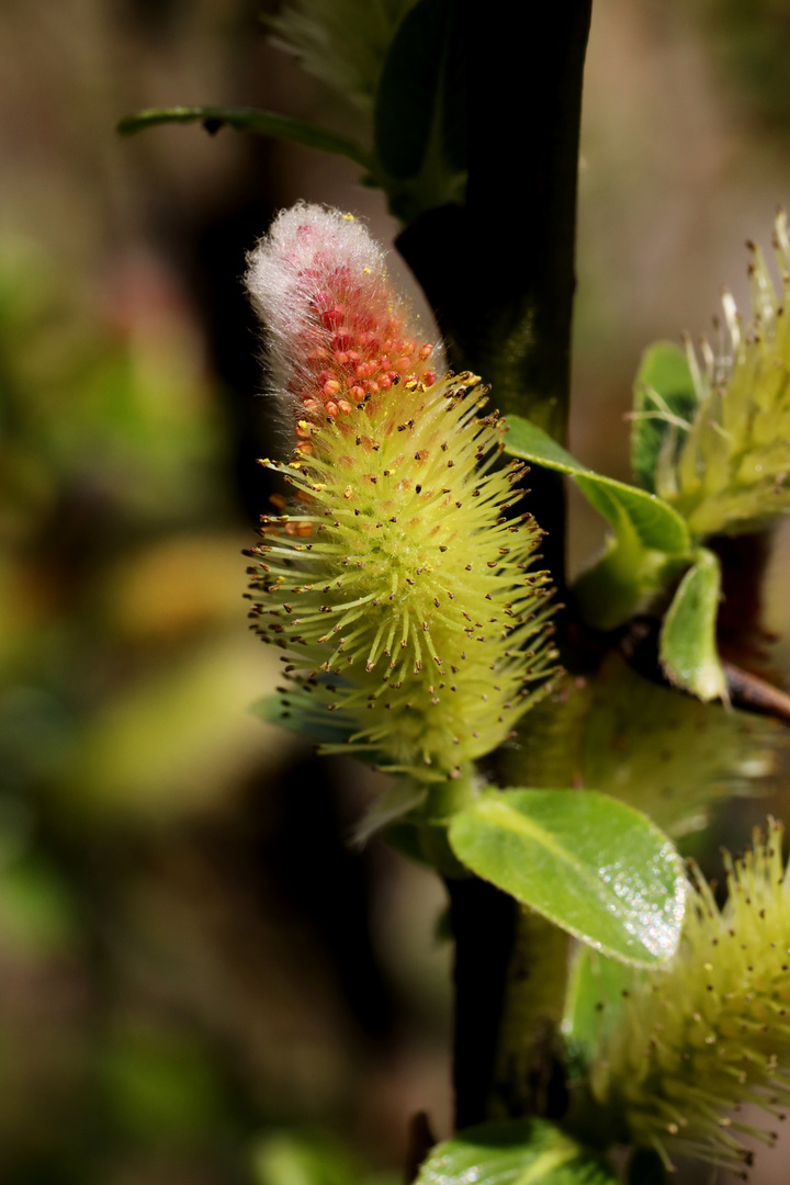 Bay Willow Macro - Salix Pentandra