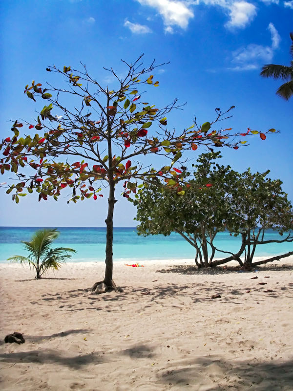 bayahibe