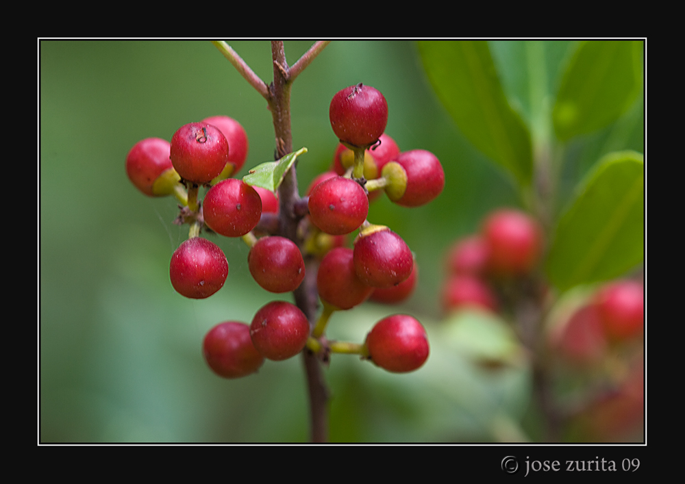 Bayas rojas de verano