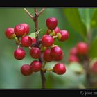 Bayas rojas de verano