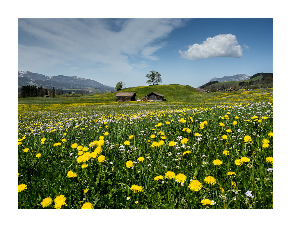 Bayer im Frühling