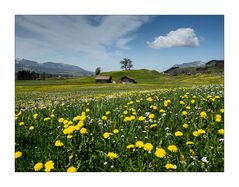 Bayer im Frühling