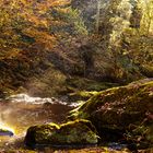 Bayerisch Dschungel