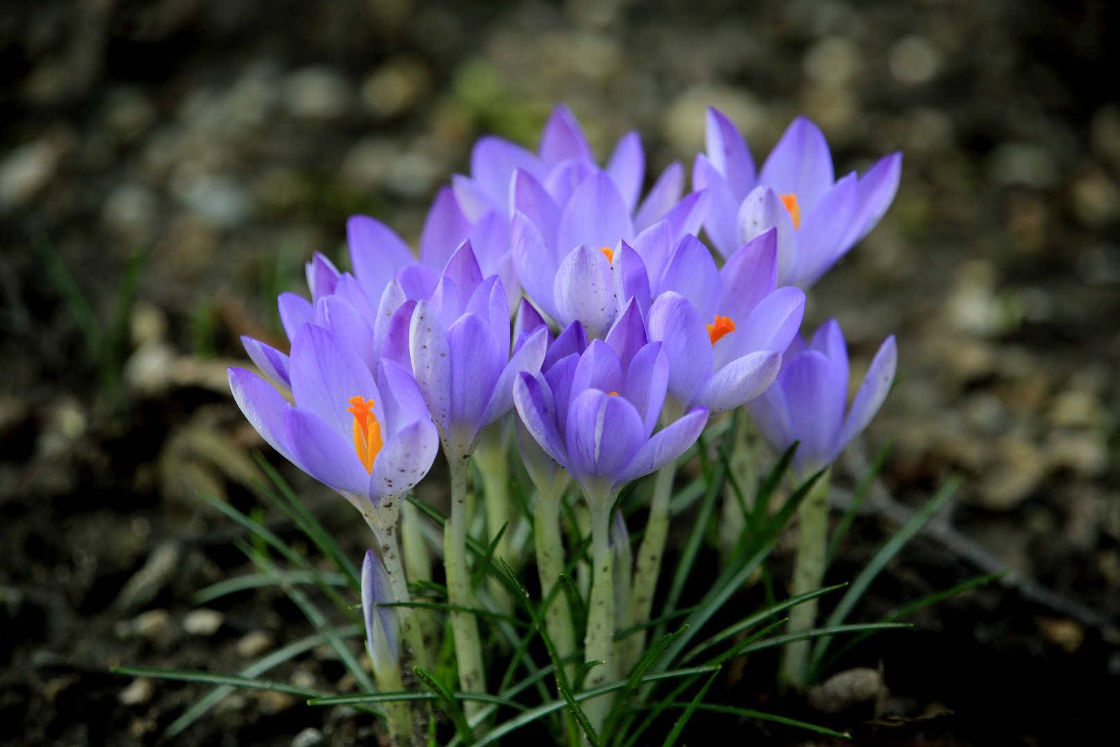 ...bayerische Krokusse blühen schon im Februar...