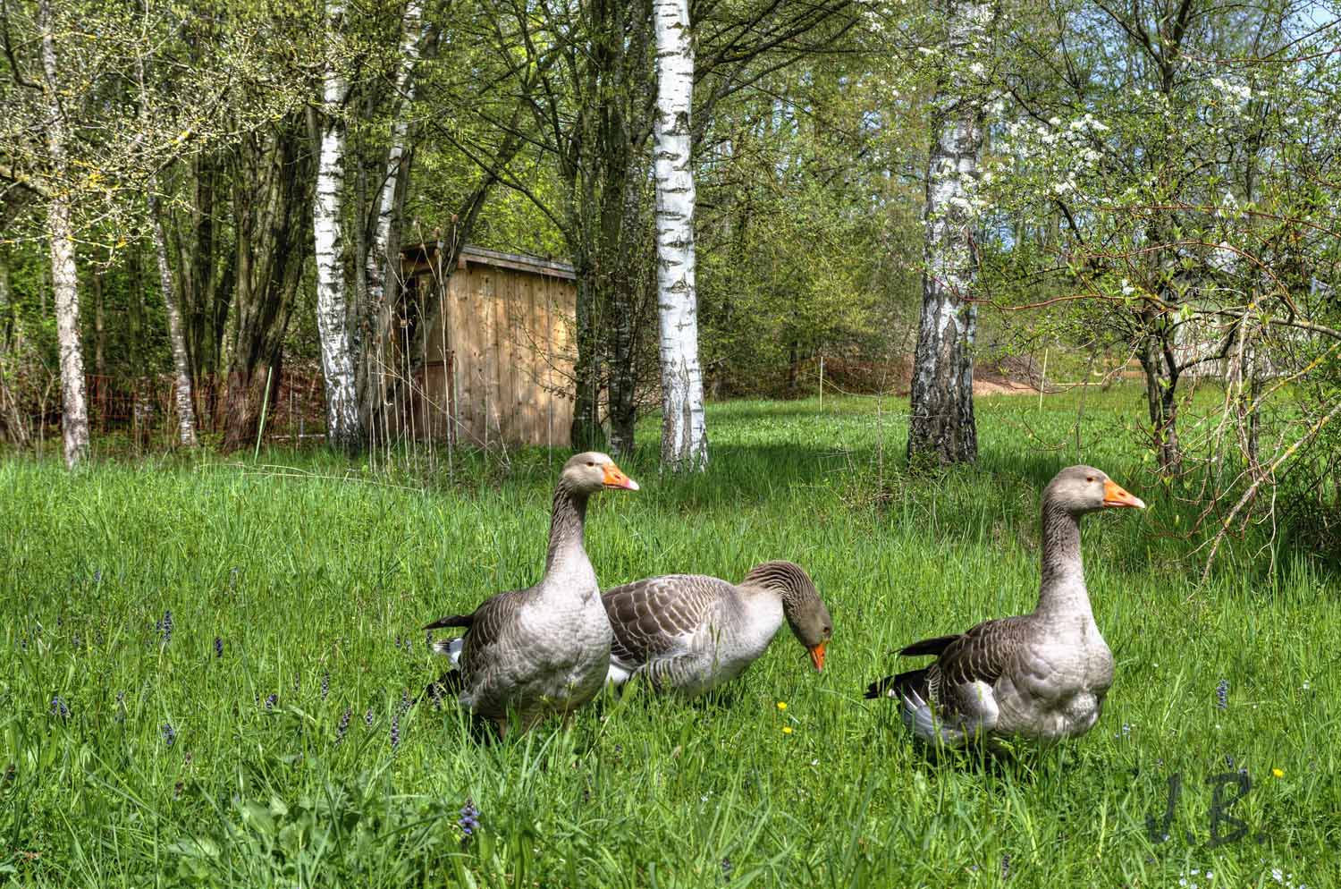 Bayerische Landgänse im Bauernhausmuseum Amerang