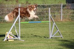 Bayerische Meisterschaft 2012 im Agility