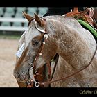 Bayerische Meisterschaften 2013 - Appaloosa