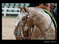 Bayerische Meisterschaften 2013 - Appaloosa