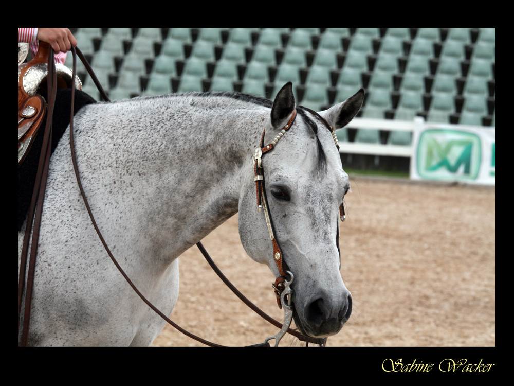 Bayerische Meisterschaften 2013 - Quarter Horse