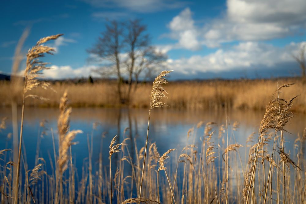 ~ Bayerische Moore II ~