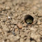 Bayerische Rhön: Bei den Schornstein- und den Goldwespen 03