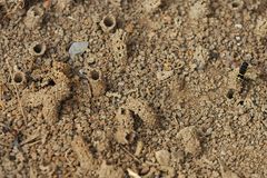 Bayerische Rhön: Bei den Schornstein- und den Goldwespen 05