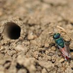 Bayerische Rhön: Bei den Schornstein- und den Goldwespen 06