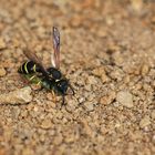 Bayerische Rhön: Bei den Schornstein- und den Goldwespen 10