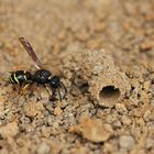 Bayerische Rhön: Bei den Schornstein- und den Goldwespen 18