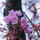 Bayerische Sakura