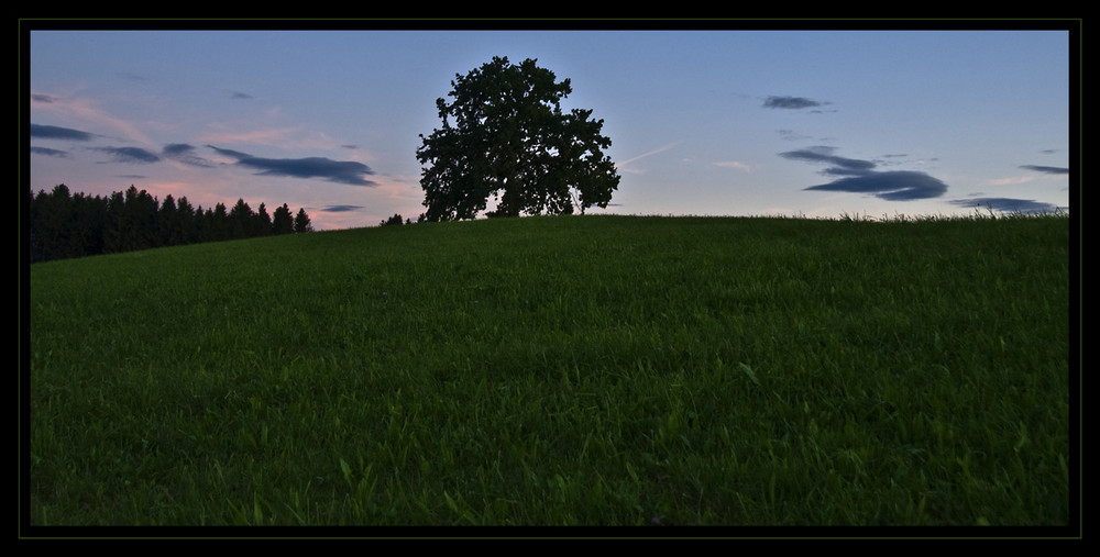 Bayerischer Baum