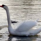 Bayerischer Doppelkopfschwan